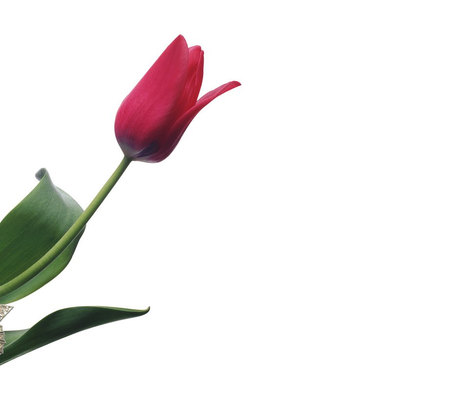 Тюльпаны это символ. Тюльпаны. Тюльпаны 9 мая. Тюльпан с днем Победы!. Растения на белом фоне.
