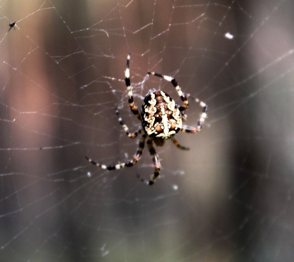 Обои паук, паутина, spider, web разрешение 1920x1080 Загрузить