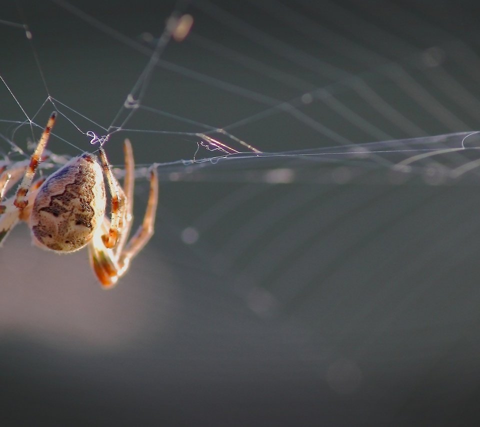 Обои лес, паук, паутина, forest, spider, web разрешение 1920x1080 Загрузить