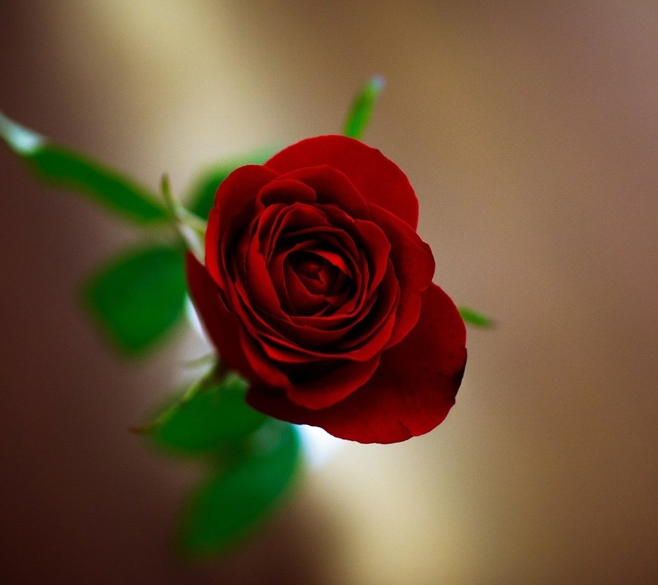 Обои цветы, полноэкранные, обои, широкоэкранные, валлпапер, фон, цветком, цветок, широкоформатные, красная роза, hd wallpapers, размытие, цветочек, flowers, full screen, wallpaper, background, flower, widescreen, red rose, blur разрешение 1920x1080 Загрузить