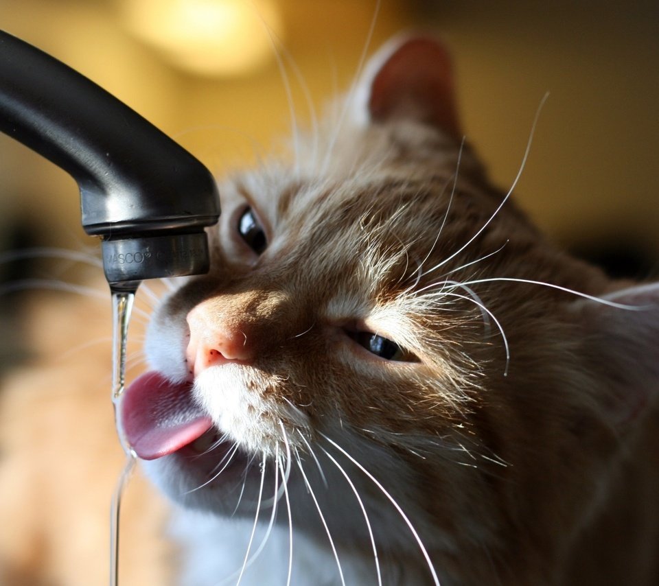 Обои вода, кот, кран, котэ, струйка, очень хочет пить, water, cat, crane, kote, stream, very thirsty разрешение 2560x1600 Загрузить