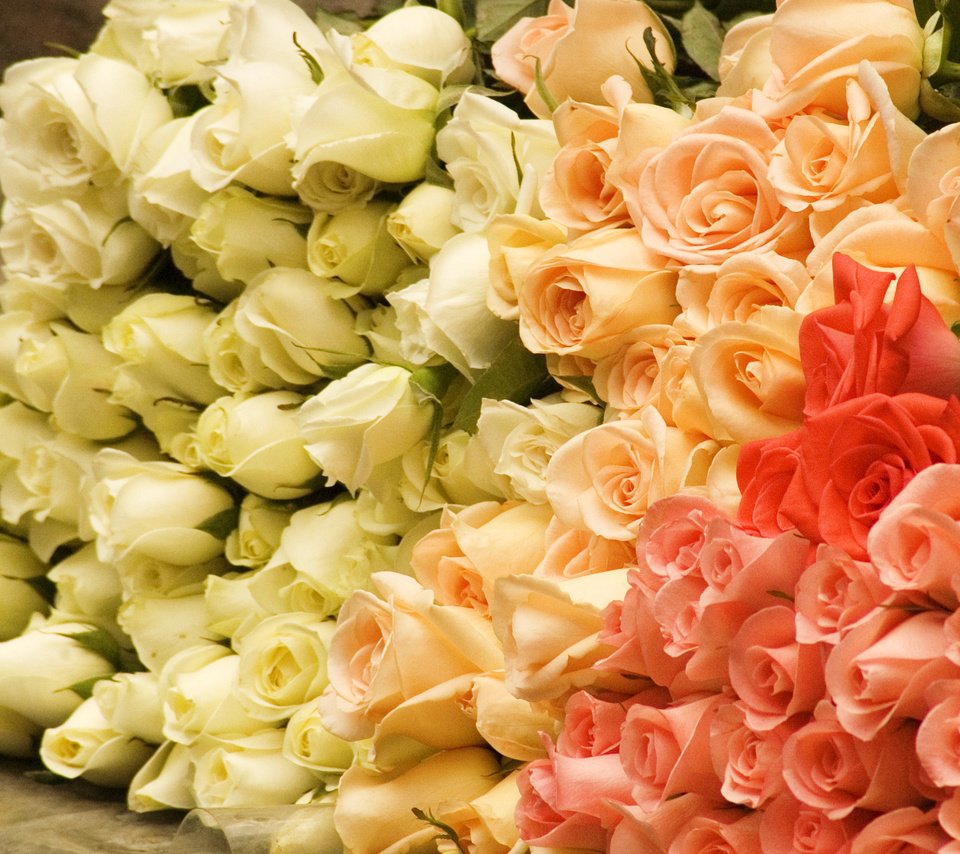Обои цветы, бутоны, розы, роза, букет, flowers, buds, roses, rose, bouquet разрешение 2560x1440 Загрузить