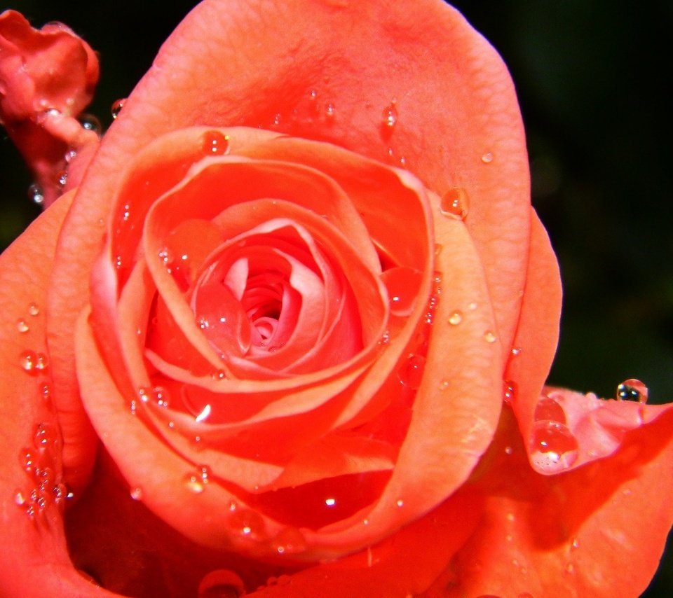 Обои цветок, капли, роза, flower, drops, rose разрешение 1920x1200 Загрузить