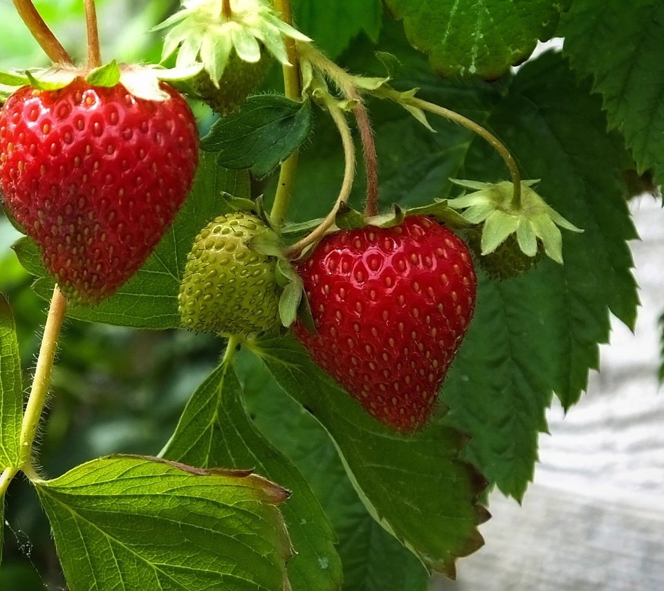 Обои листья, ягода, красная, клубника, зеленая, leaves, berry, red, strawberry, green разрешение 2560x1600 Загрузить