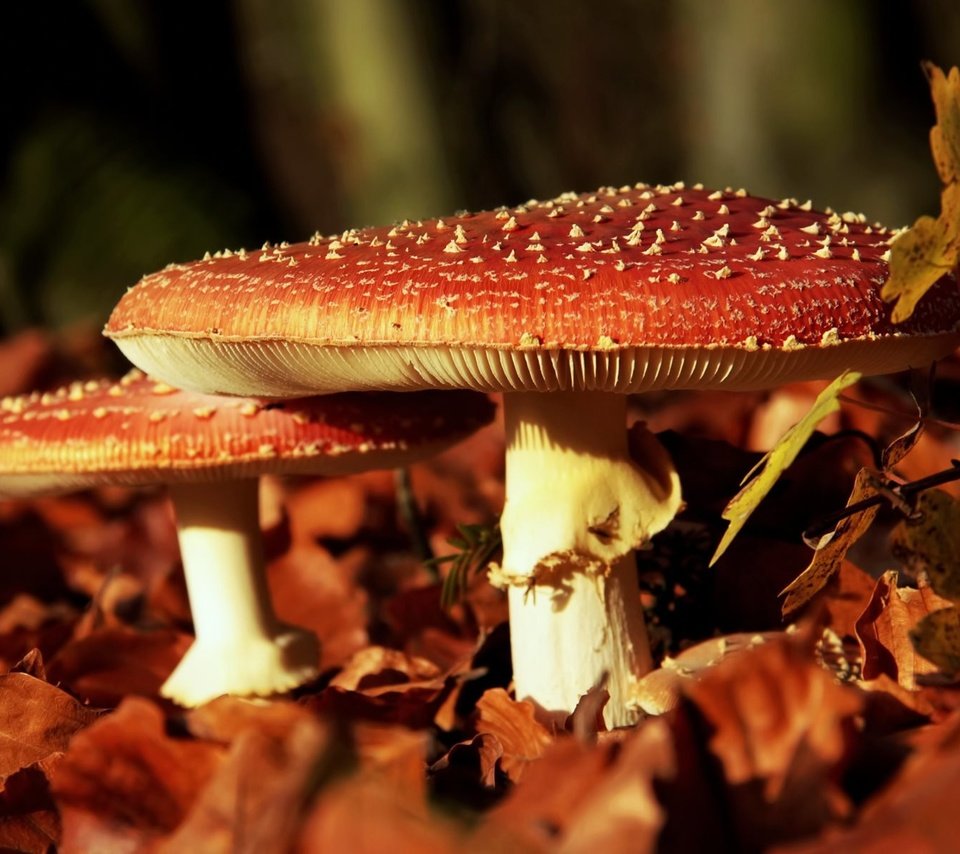 Обои природа, листья, макро, осень, грибы, мухоморы, nature, leaves, macro, autumn, mushrooms, amanita разрешение 1920x1200 Загрузить