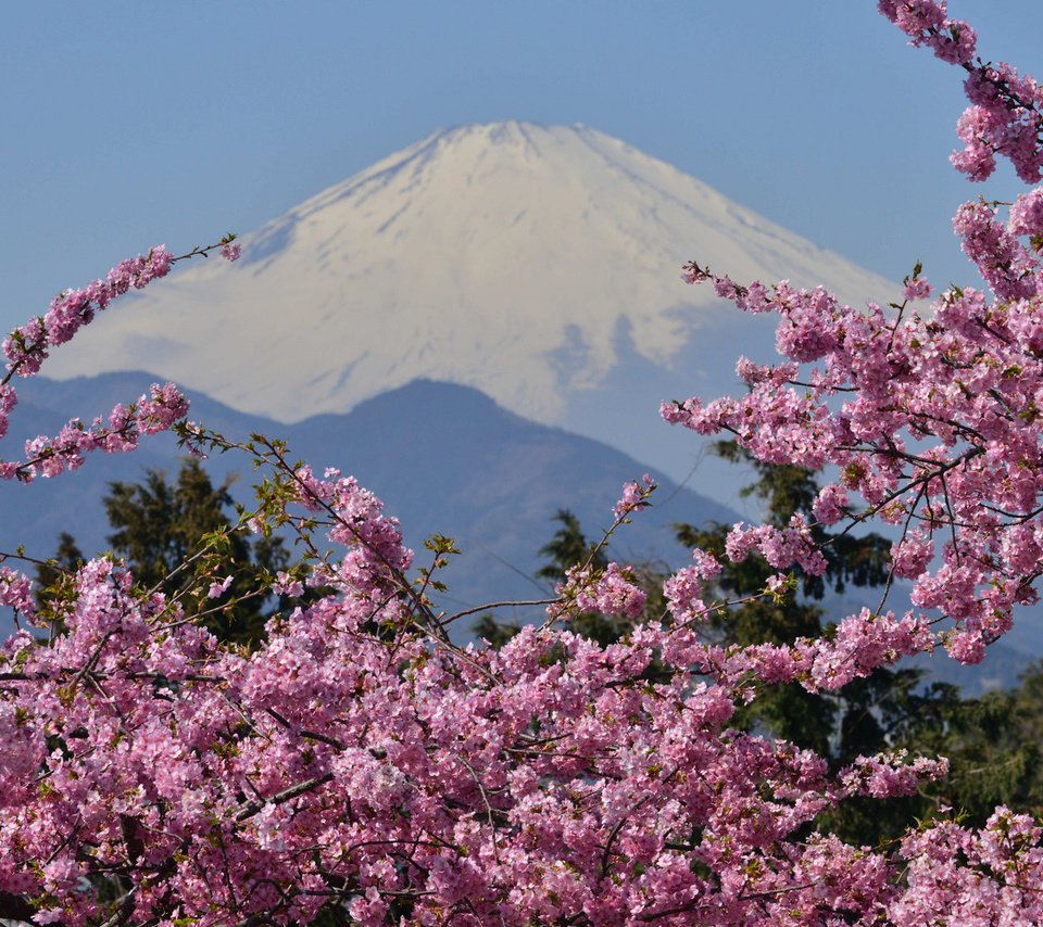 Обои цветение, гора, сакура, вулкан, японии, фудзияма, гора фудзи, flowering, mountain, sakura, the volcano, japan, fuji, mount fuji разрешение 1920x1200 Загрузить