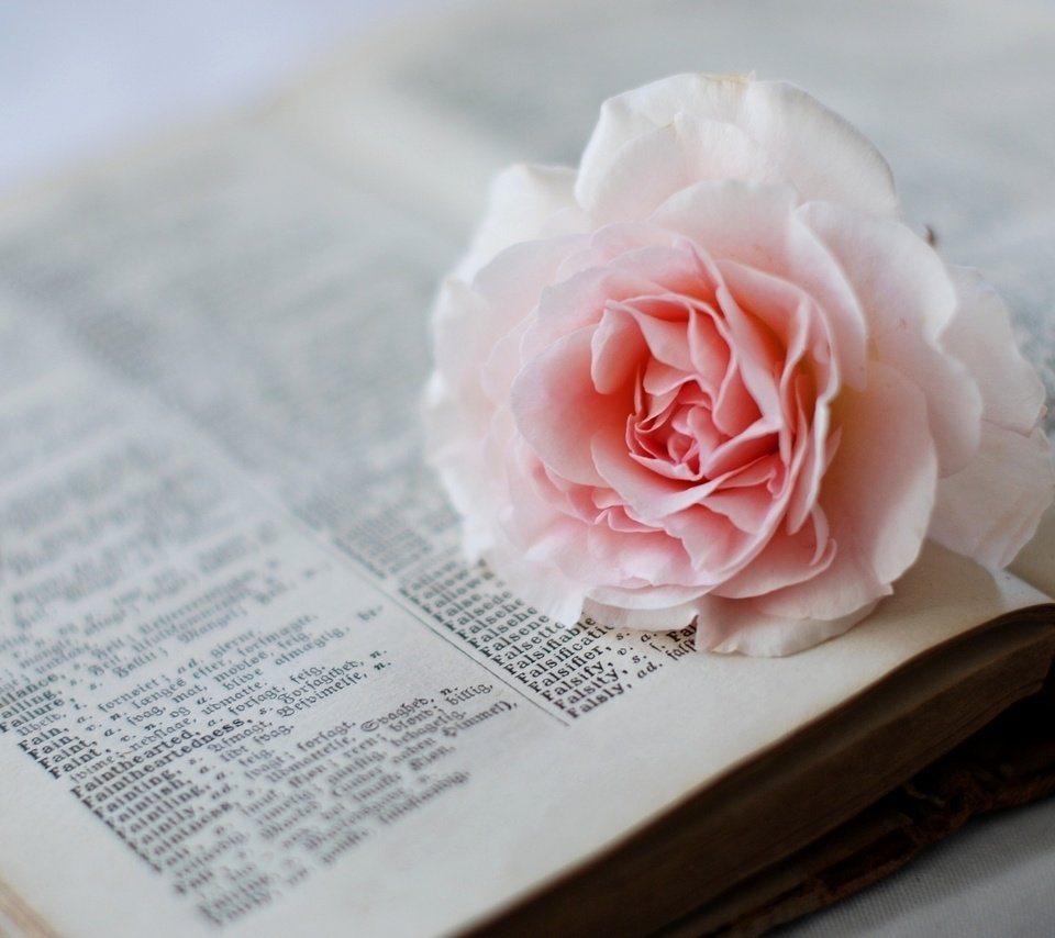 Обои цветок, роза, розовая, книга, страницы, словарь, flower, rose, pink, book, page, dictionary разрешение 1920x1200 Загрузить