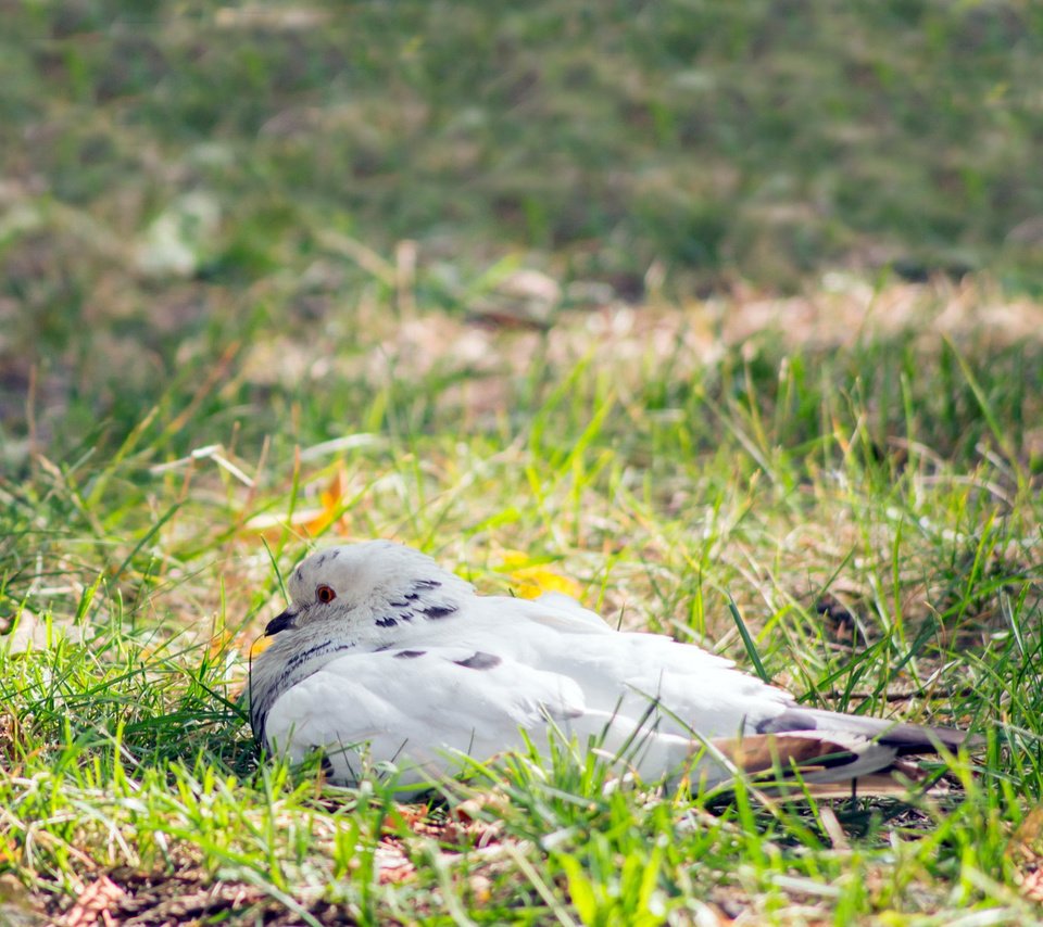 Обои трава, фон, птица, зеленая, голубь, grass, background, bird, green, dove разрешение 1920x1200 Загрузить