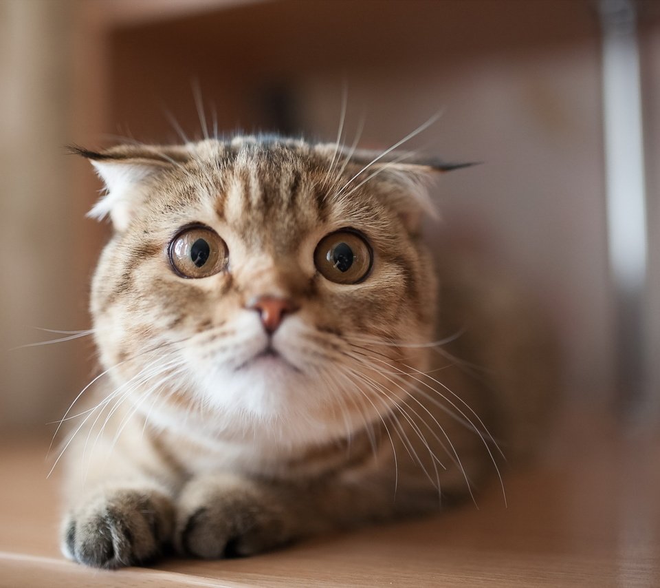 Обои фон, кошка, взгляд, шотландская вислоухая кошка, background, cat, look, scottish fold cat разрешение 2560x1600 Загрузить