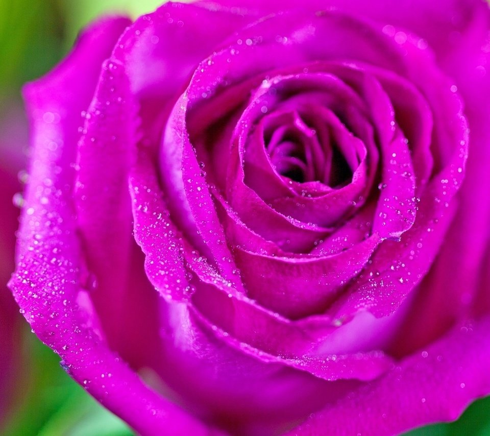 Обои макро, цветок, капли, роза, розовый, macro, flower, drops, rose, pink разрешение 1920x1200 Загрузить