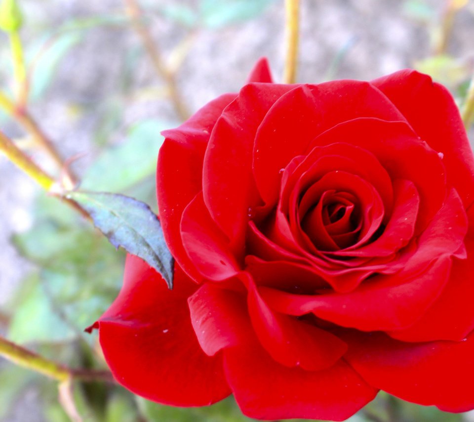 Обои макро, фото, красная роза, macro, photo, red rose разрешение 2560x1600 Загрузить