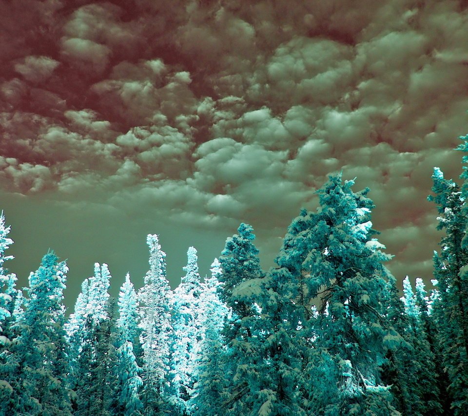 Обои облака, ель, неба, infrared, cyan, clouds, spruce, sky разрешение 1920x1200 Загрузить