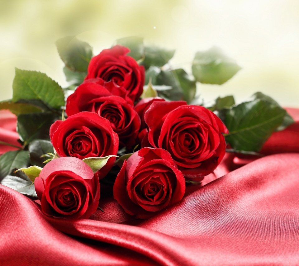 Обои цветы, макро, фото, розы, красный фон, flowers, macro, photo, roses, red background разрешение 2560x1600 Загрузить