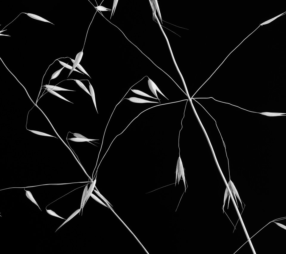 Обои фон, чёрно-белое, растение, злак, crossed lines, background, black and white, plant, cereal разрешение 2500x1667 Загрузить