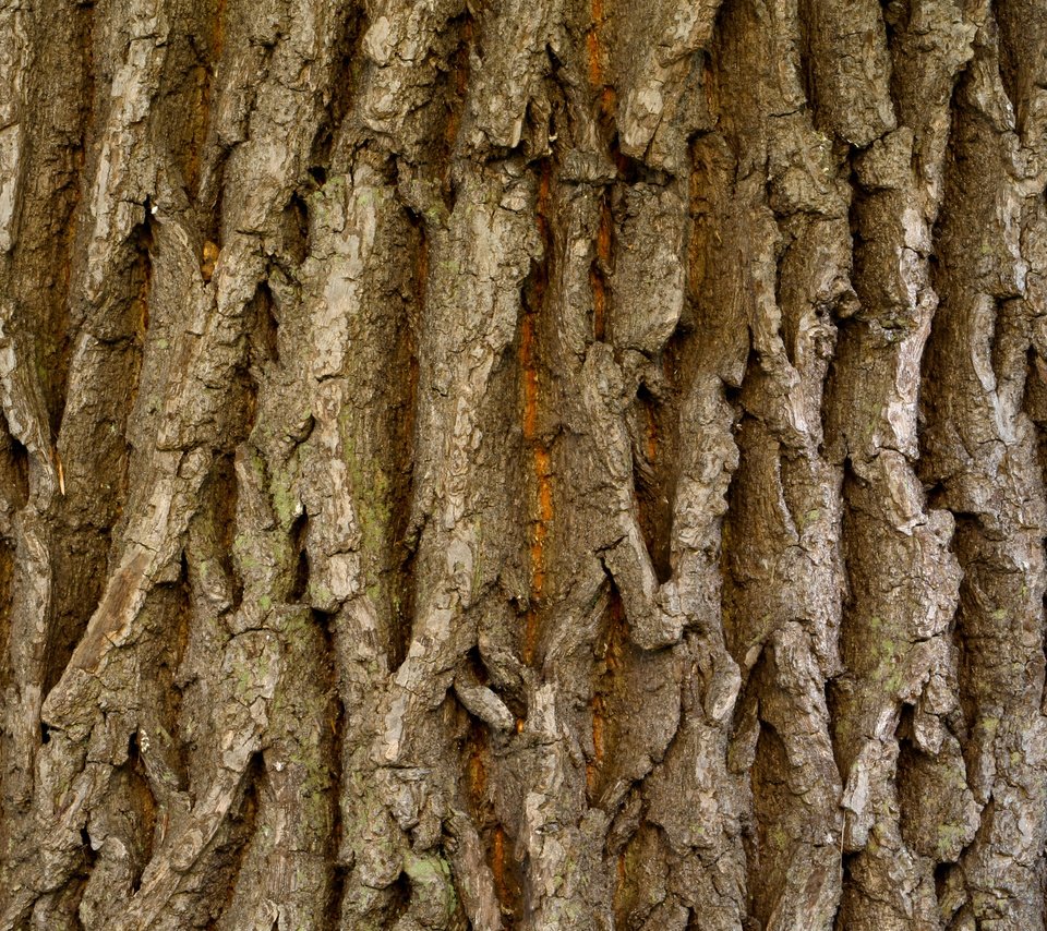 Обои дерева, мрачный, естественная, бурые,     дерево, wood, dark, natural, brown, tree разрешение 2560x1600 Загрузить