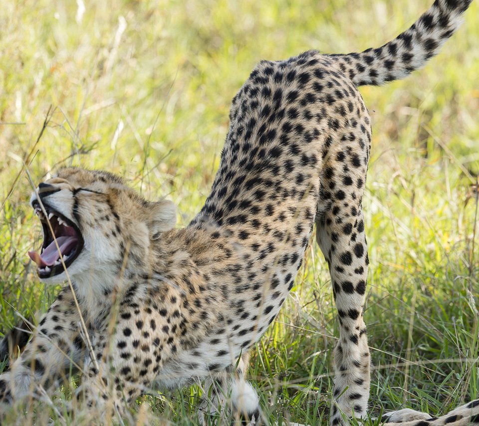 Обои котенок, хищник, оскал, гепард, саванна, тянется, kitty, predator, grin, cheetah, savannah, stretches разрешение 1920x1200 Загрузить