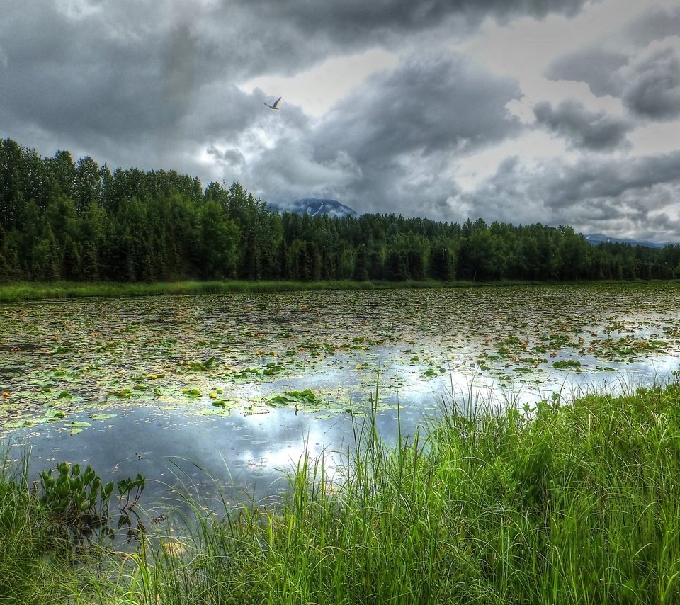 Обои река, лес, тучи, пейзаж, аляска, river, forest, clouds, landscape, alaska разрешение 2560x1600 Загрузить