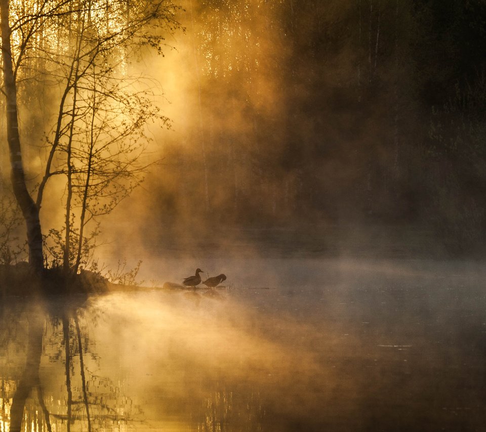 Обои деревья, река, лес, утро, туман, рассвет, птицы, trees, river, forest, morning, fog, dawn, birds разрешение 2560x1600 Загрузить