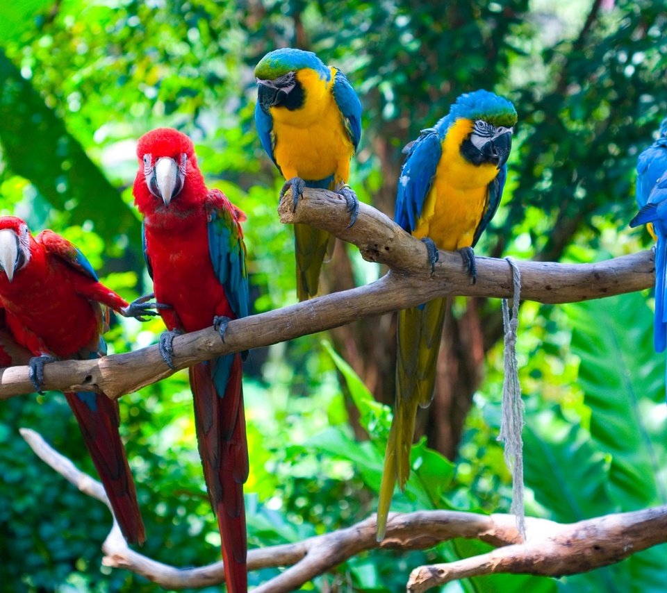 Обои попугаи, parrots разрешение 2400x1350 Загрузить