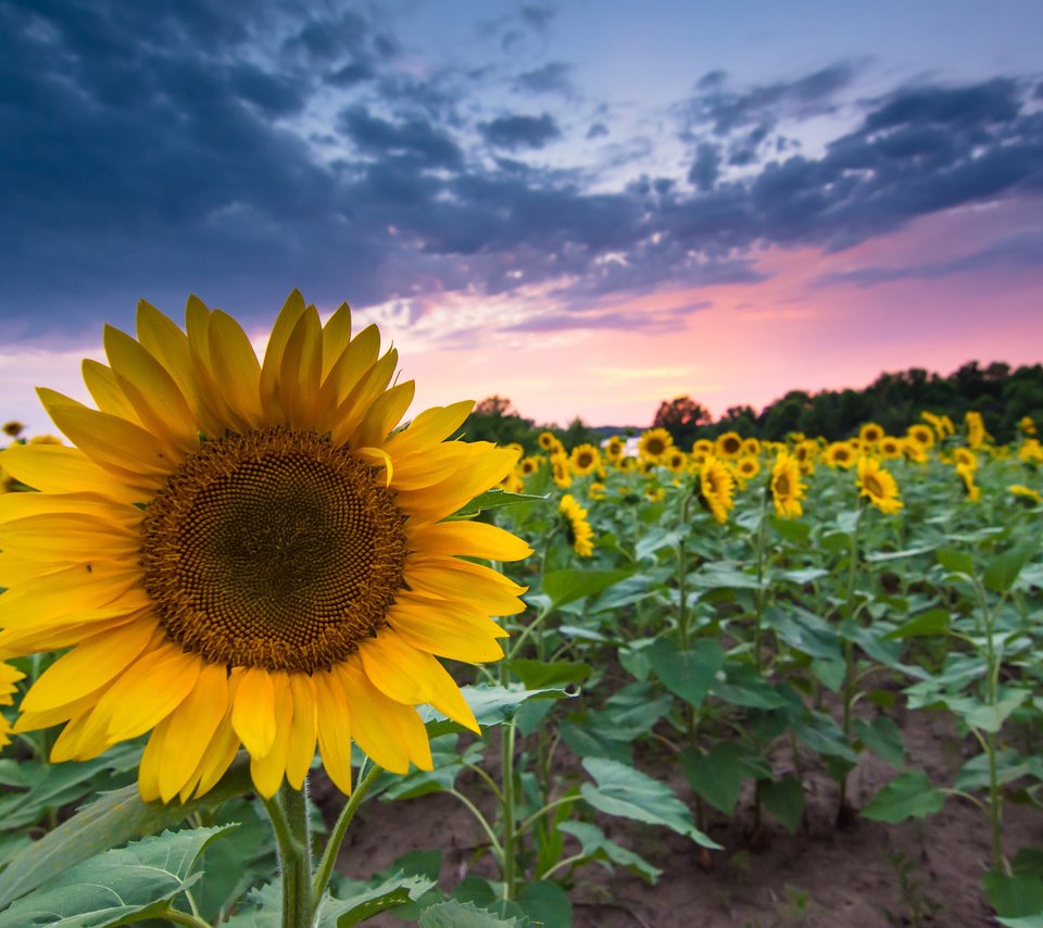 Обои вечер, закат, поле, лето, подсолнухи, the evening, sunset, field, summer, sunflowers разрешение 1920x1200 Загрузить