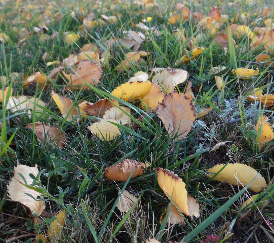 Обои трава, листья, осенний день, grass, leaves, autumn day разрешение 2560x1600 Загрузить