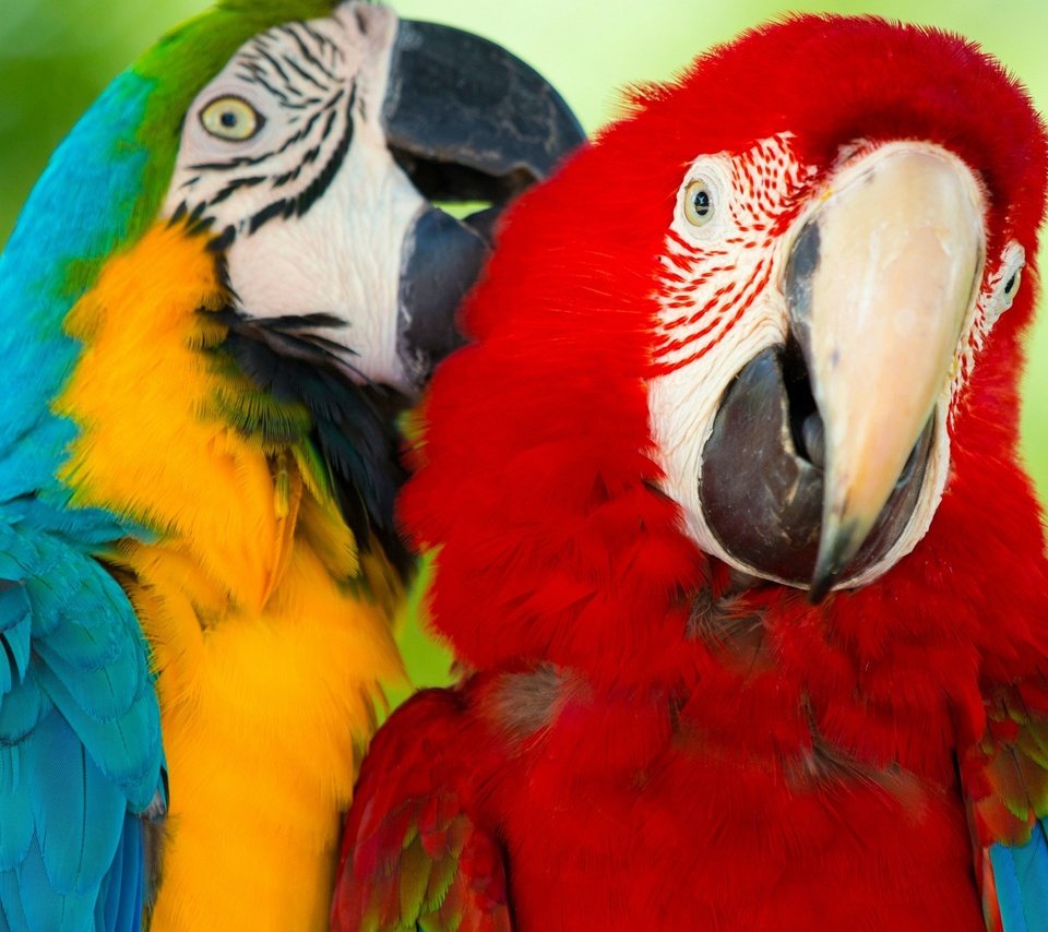Обои птицы, парочка, ара, попугаи, зеленокрылый ара, сине-жёлтый ара, birds, a couple, ara, parrots, green-winged macaw, blue-and-yellow macaw разрешение 2560x1600 Загрузить