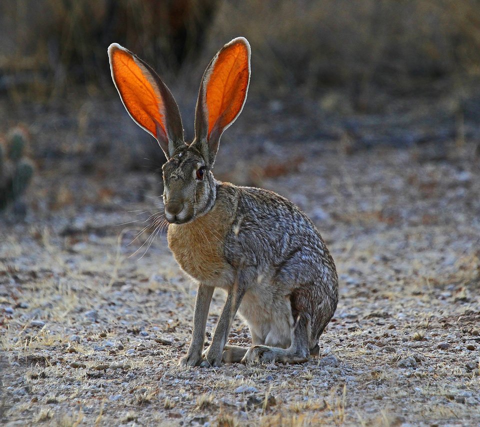 Обои трава, природа, уши, заяц, grass, nature, ears, hare разрешение 1920x1200 Загрузить