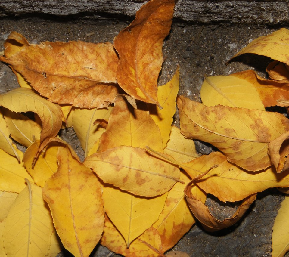 Обои листья, осень, асфальт, leaves, autumn, asphalt разрешение 2560x1600 Загрузить