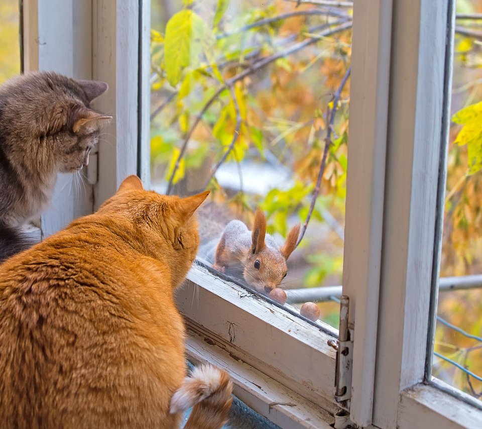 Обои осень, коты, окно, кошки, белка, autumn, cats, window, protein разрешение 1920x1200 Загрузить