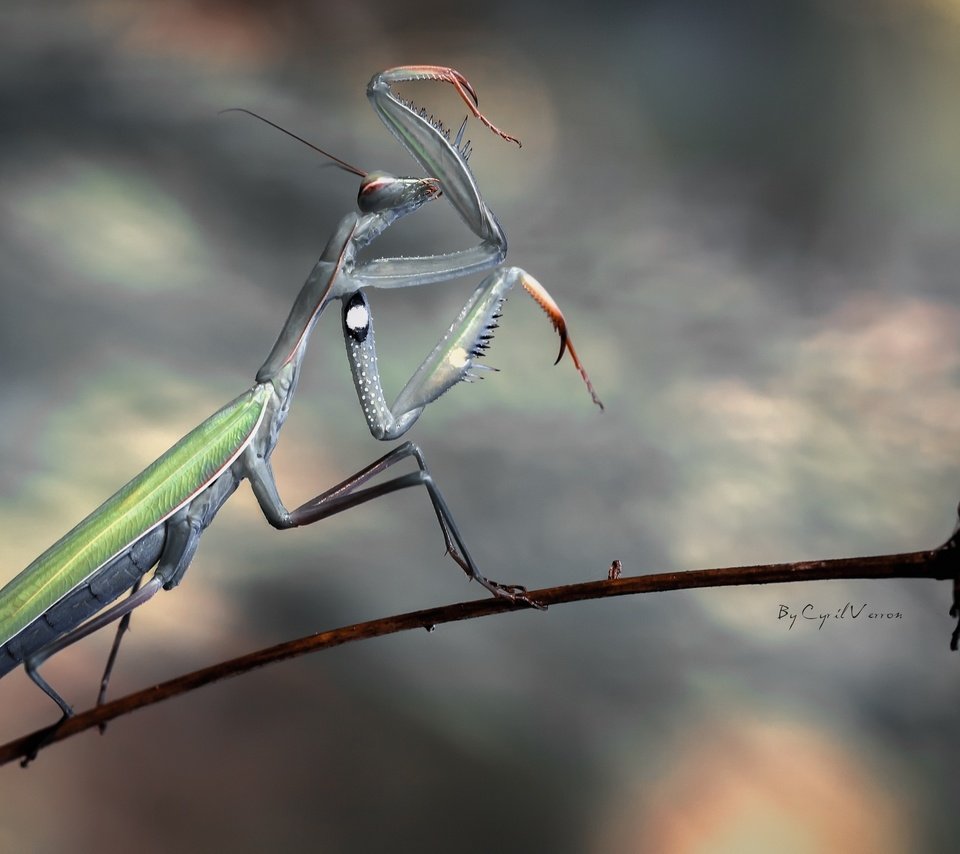 Обои насекомое, цветок, стебель, богомол, insect, flower, stem, mantis разрешение 2560x1600 Загрузить