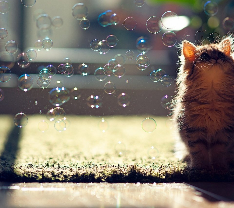 Обои кот, пузыри, котенок, и, мыльные пузыри, ben torode, cat, bubbles, kitty, and разрешение 1920x1200 Загрузить
