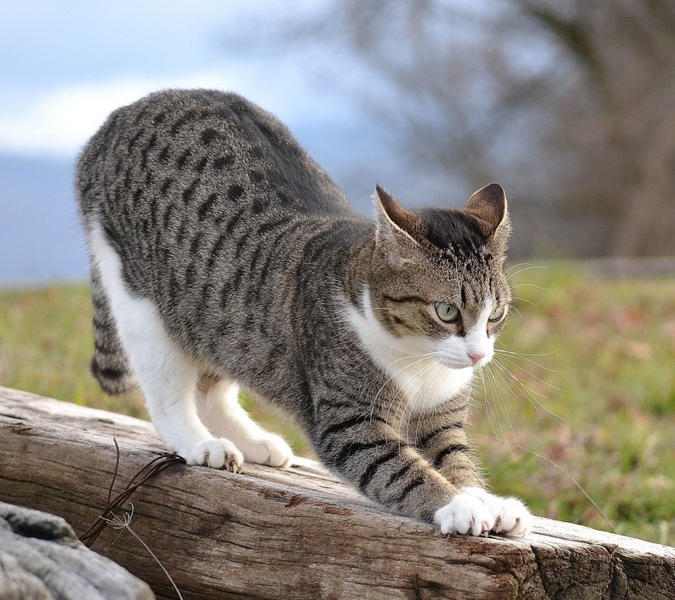 Обои кошка, на, потягивается, бревне, cat, on, stretching, log разрешение 1920x1080 Загрузить