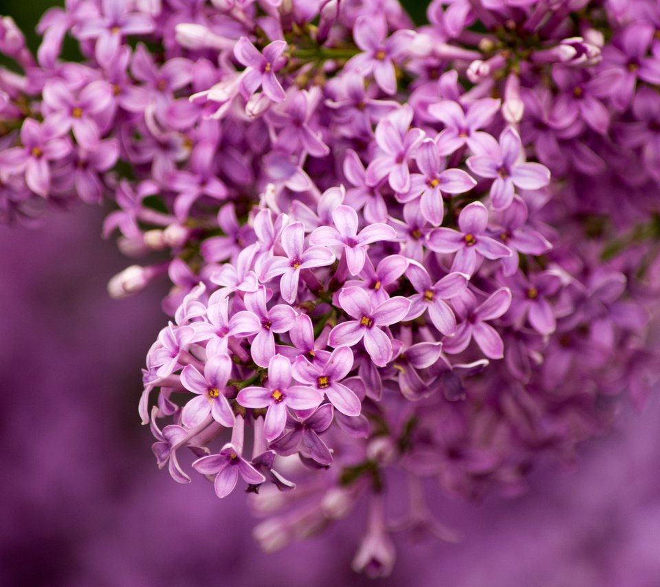 Обои макро, сирень, гроздь, macro, lilac, bunch разрешение 1920x1200 Загрузить