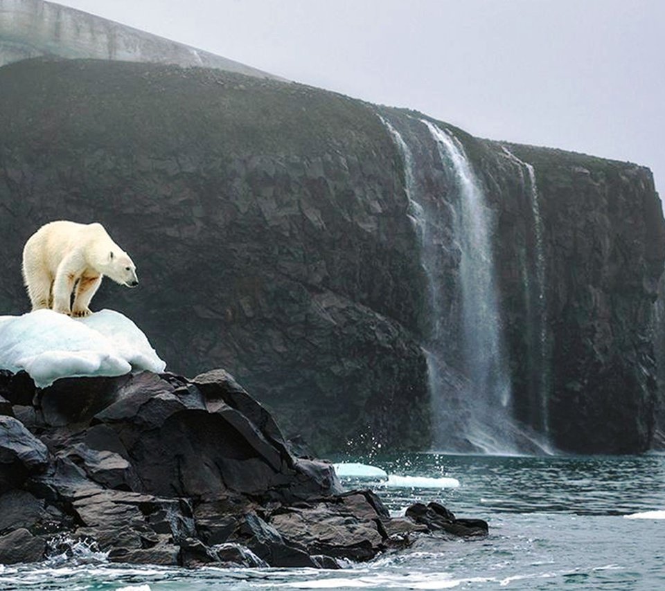 Обои океан, белый медведь, скалы. снег, the ocean, polar bear, rock. snow разрешение 2560x1600 Загрузить