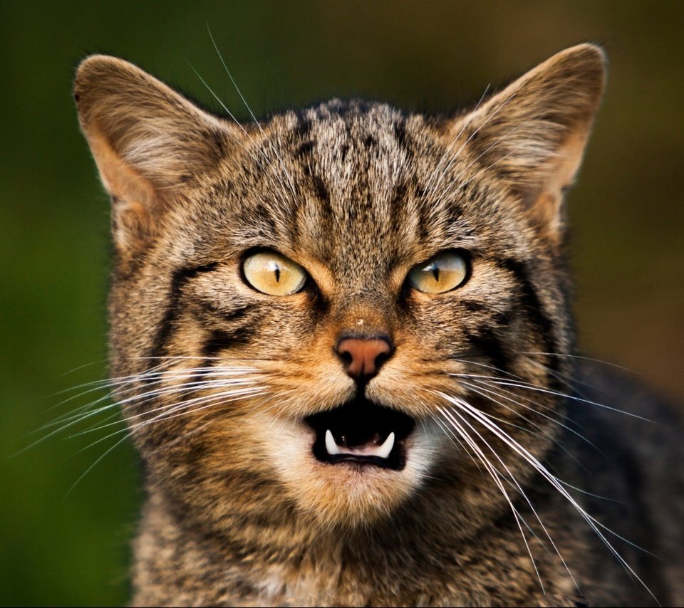 Обои кот, мордочка, усы, кошка, взгляд, агрессивная полосатая кошка, cat, muzzle, mustache, look, aggressive tabby cat разрешение 2560x1600 Загрузить