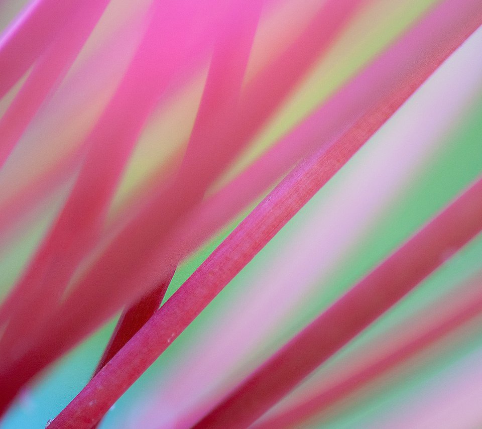 Обои фон, розовые, стебли, background, pink, stems разрешение 1920x1200 Загрузить