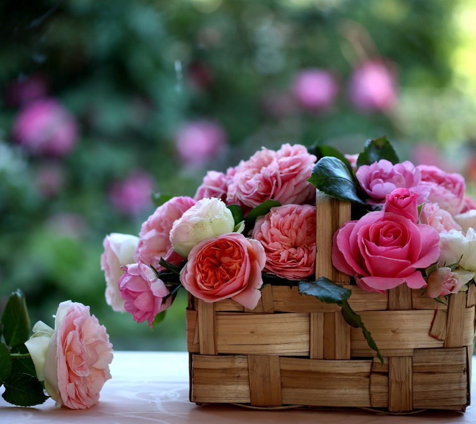 Обои розы, корзинка, лукошко, c elena di guardo, roses, basket разрешение 2560x1600 Загрузить