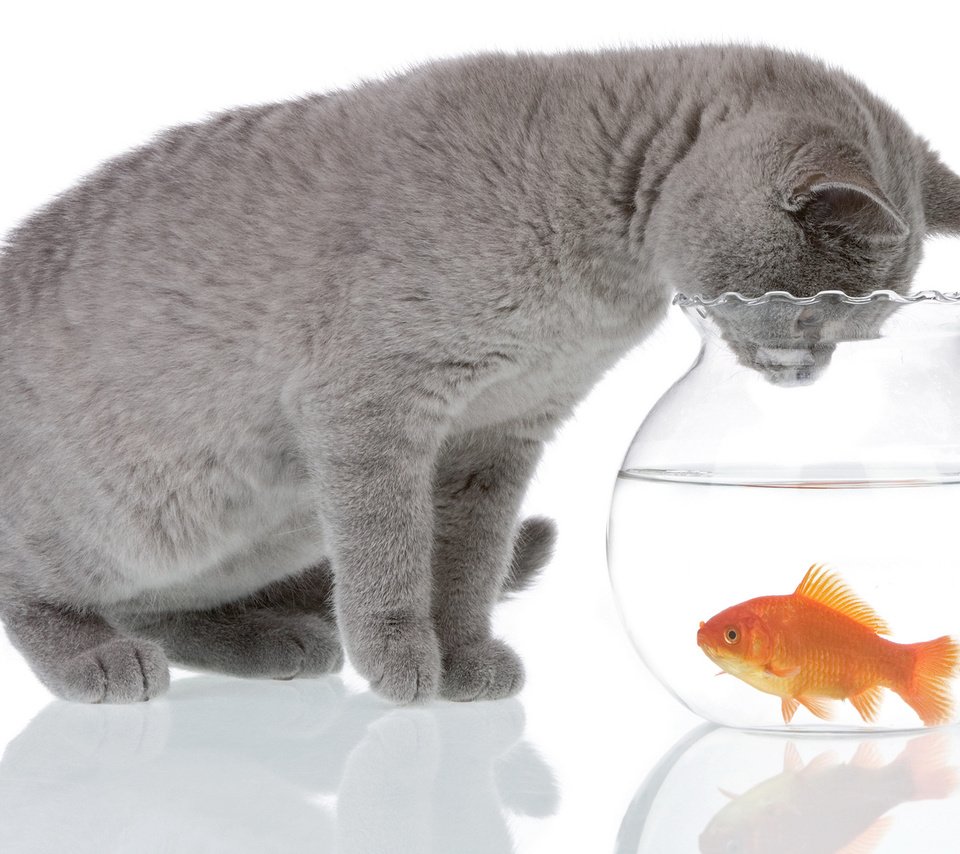 Обои вода, кот, серый, животное, аквариум, рыбка, water, cat, grey, animal, aquarium, fish разрешение 2560x1600 Загрузить