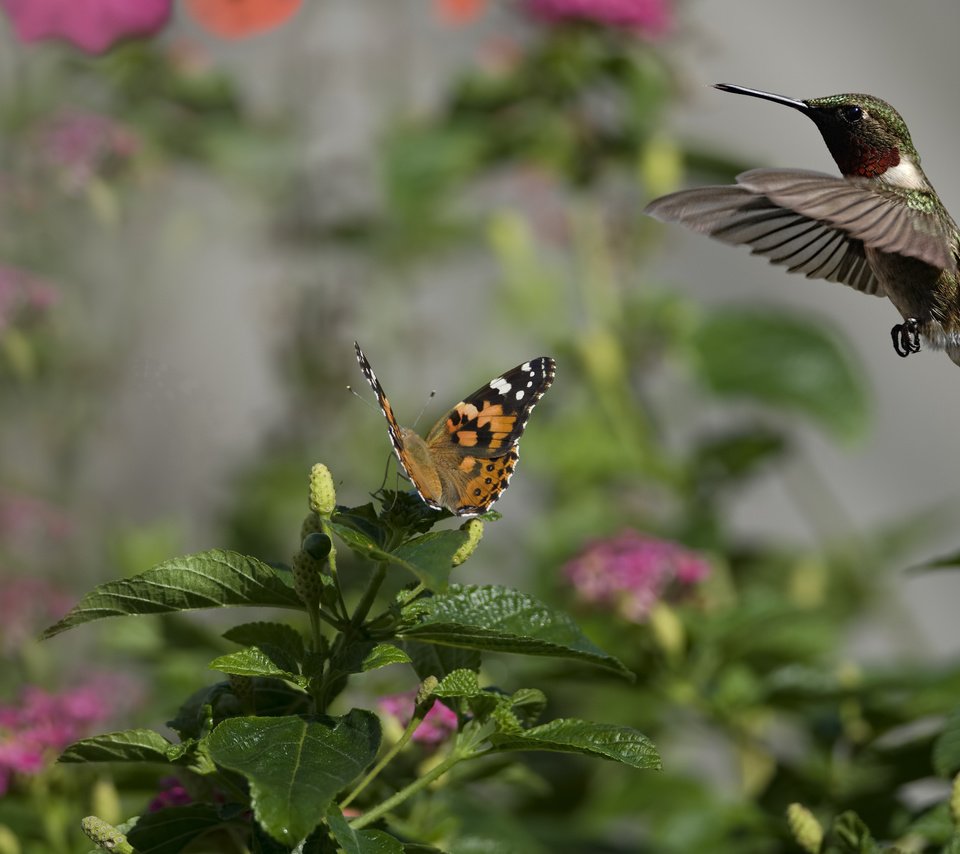 Обои цветы, насекомое, бабочка, птица, колибри, солнечно, flowers, insect, butterfly, bird, hummingbird, sunny разрешение 2560x1600 Загрузить