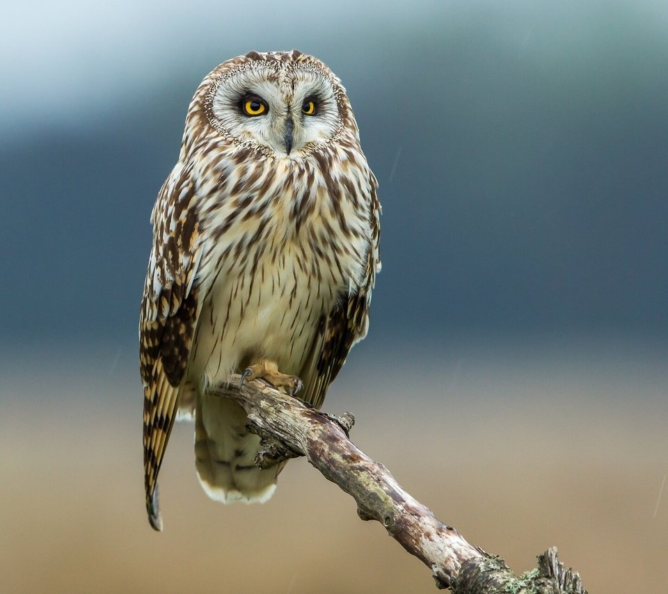 Обои сова, птица, сук, болотная сова, owl, bird, bitches, short-eared owl разрешение 2048x1280 Загрузить