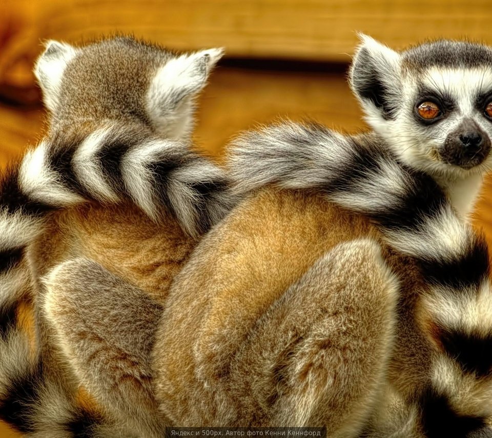 Обои лемуры, лемур, спина к спине, кошачий лемур, катта, lemurs, lemur, back to back, a ring-tailed lemur, katta разрешение 1920x1080 Загрузить