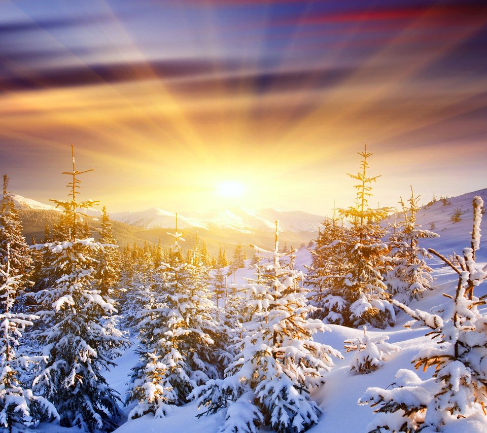 Обои восход, солнце, снег, лес, зима, sunrise, the sun, snow, forest, winter разрешение 2560x1600 Загрузить