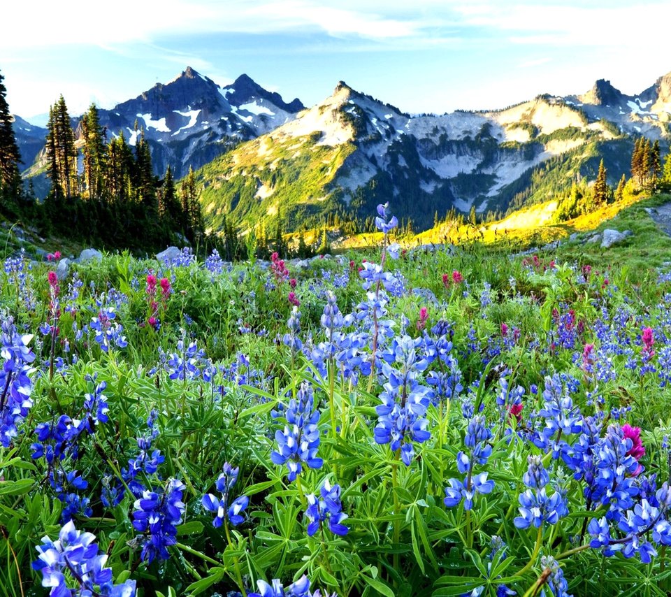 Обои небо, цветы, горы, даль, the sky, flowers, mountains, dal разрешение 2560x1600 Загрузить