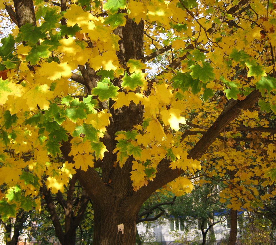 Обои деревья, листья, листва, осень, желтые, trees, leaves, foliage, autumn, yellow разрешение 2816x2112 Загрузить