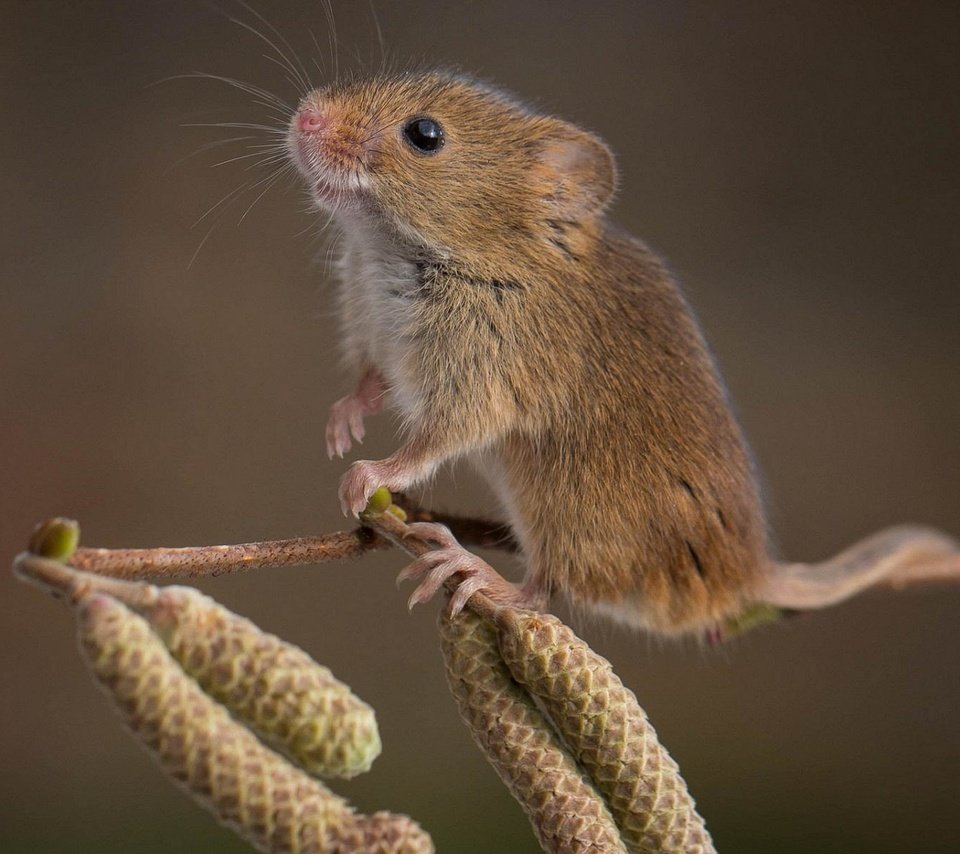 Обои ветка, природа, фон, мышь, мышка, ольховая, branch, nature, background, mouse, alder разрешение 1920x1200 Загрузить