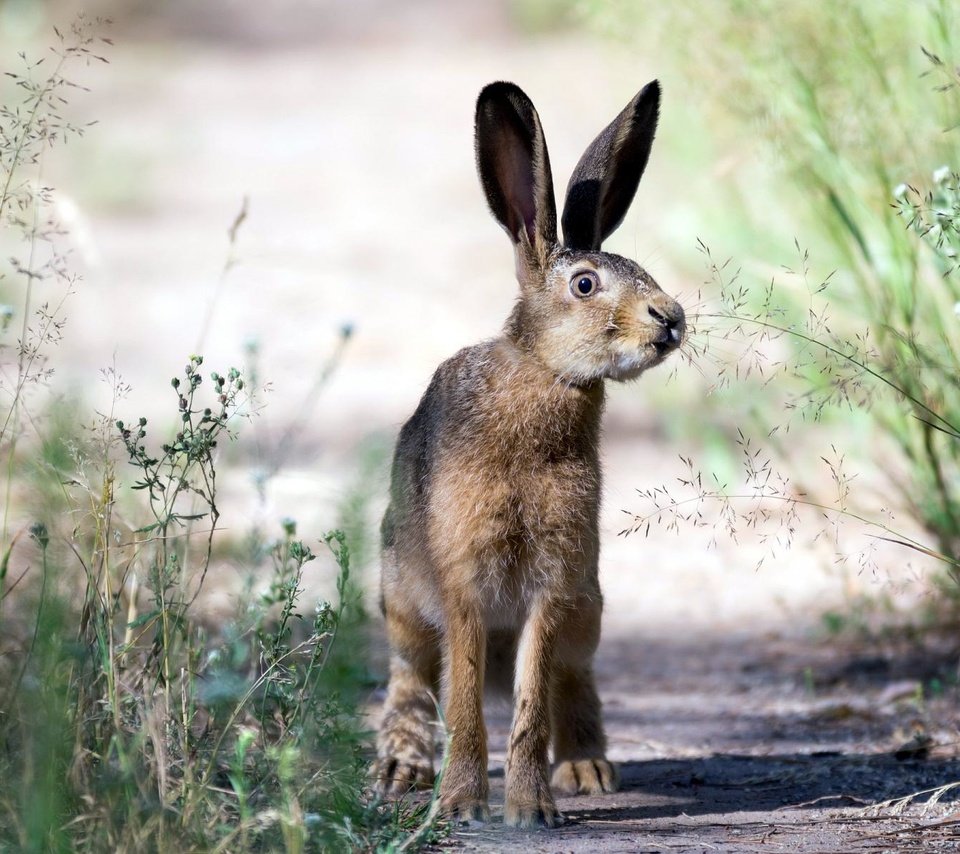 Обои трава, природа, взгляд, уши, заяц, grass, nature, look, ears, hare разрешение 1920x1200 Загрузить