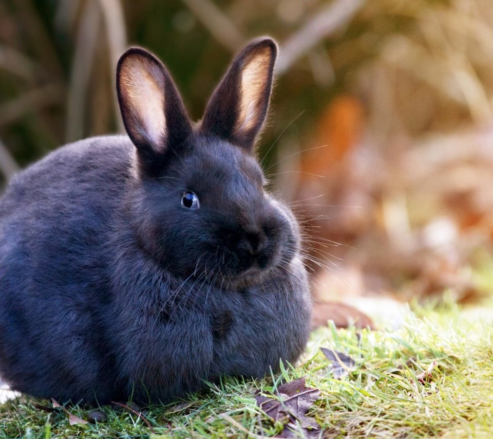 Обои трава, природа, шерсть, кролик, уши, заяц, grass, nature, wool, rabbit, ears, hare разрешение 1920x1200 Загрузить