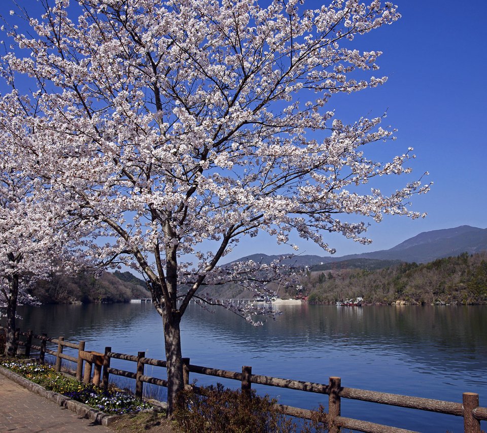 Обои река, пейзаж, япония, весна, сакура, river, landscape, japan, spring, sakura разрешение 1920x1200 Загрузить