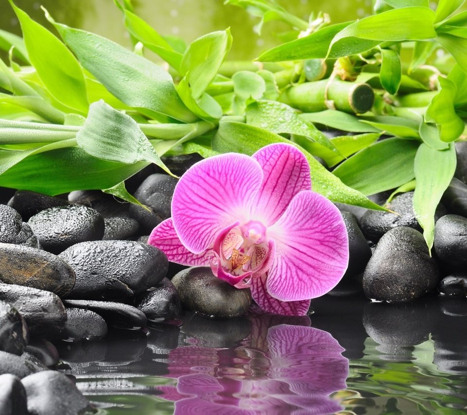 каменная орхидея фото