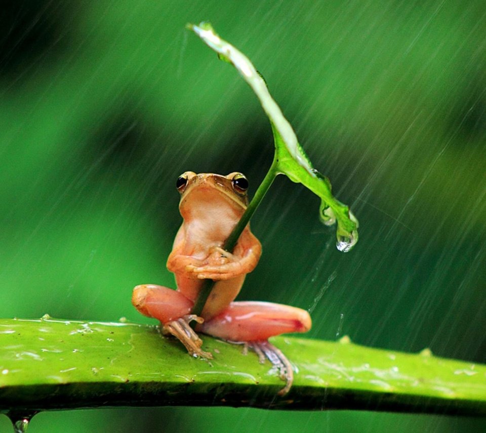 Обои фон, листок, лягушка, дождь, background, leaf, frog, rain разрешение 1920x1250 Загрузить